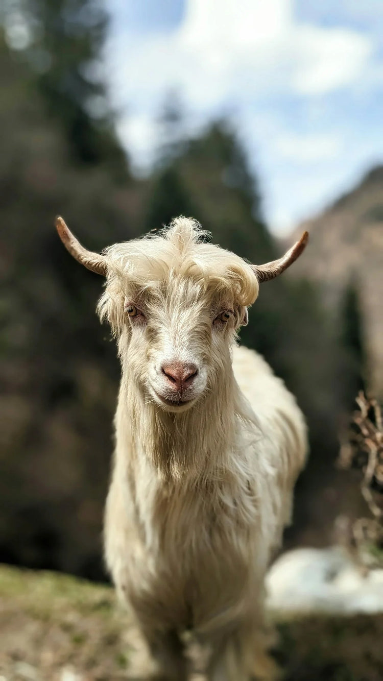 Cashmere: The Ultimate Guide to the Luxury Fabric